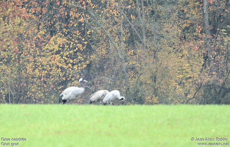 Common Crane