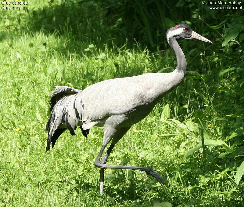 Grue cendrée, identification