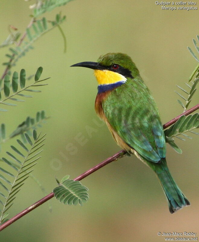 Blue-breasted Bee-eater