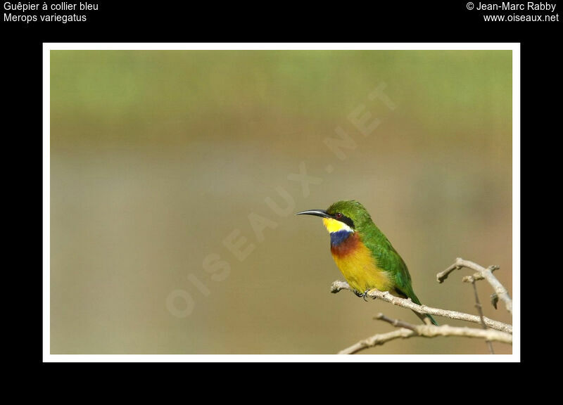 Blue-breasted Bee-eater