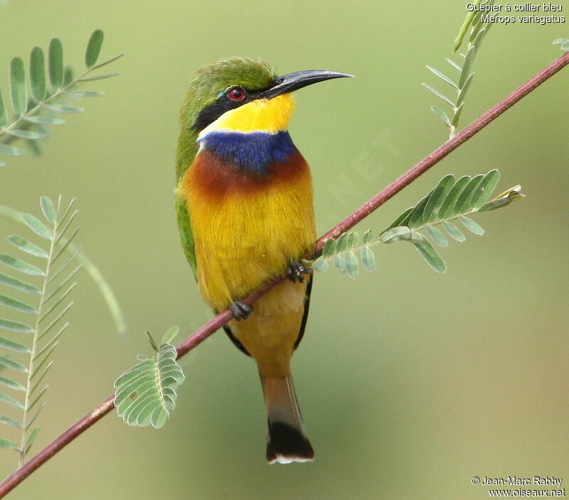 Blue-breasted Bee-eater