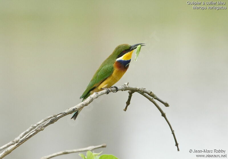 Blue-breasted Bee-eater