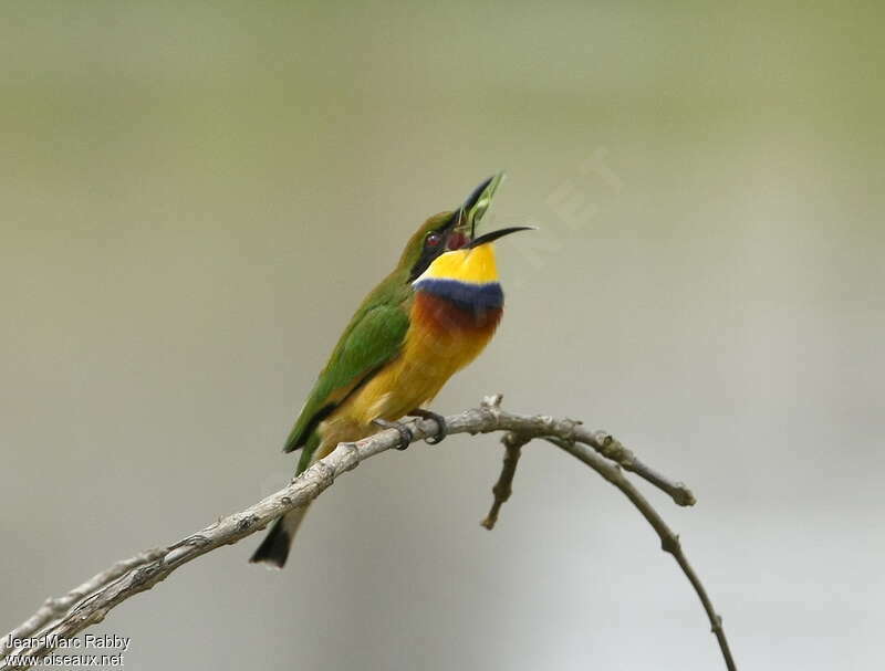 Blue-breasted Bee-eateradult, feeding habits