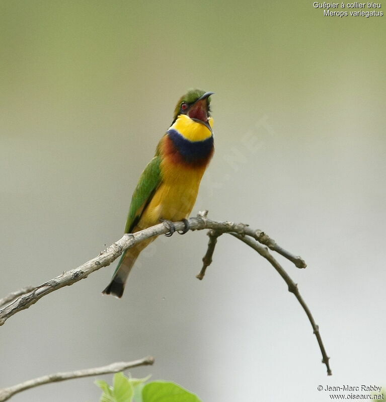 Blue-breasted Bee-eater