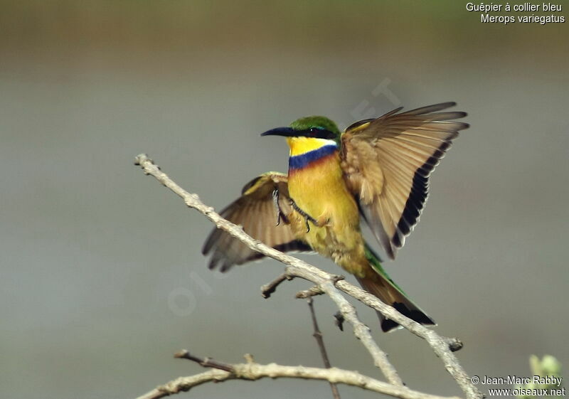 Blue-breasted Bee-eater