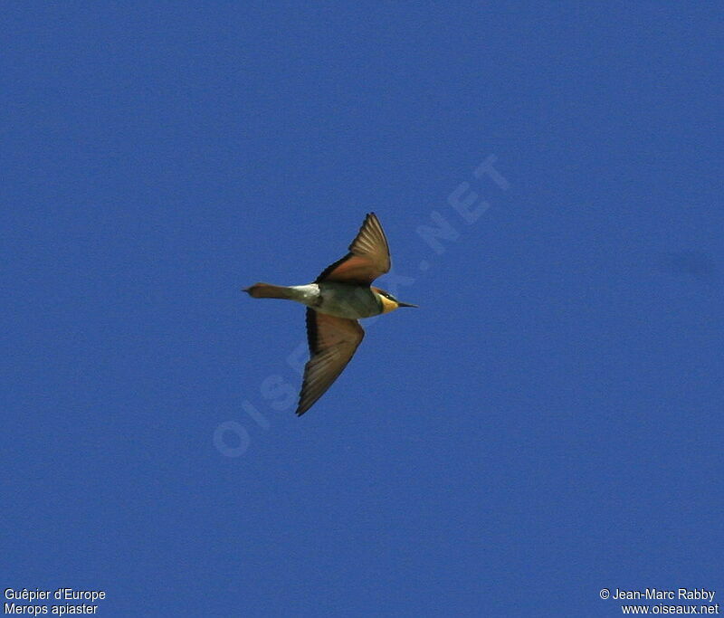 European Bee-eater