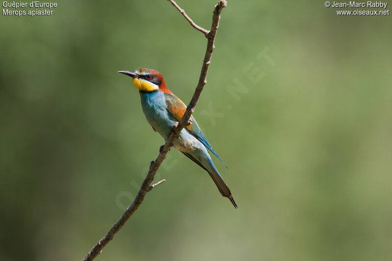 European Bee-eater, identification