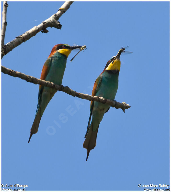 European Bee-eater, identification, Behaviour