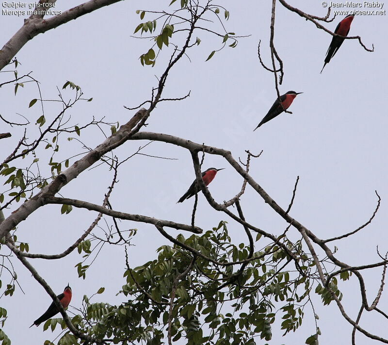 Rosy Bee-eater