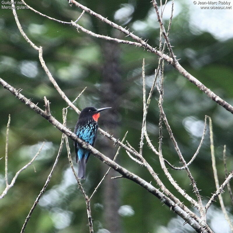 Black Bee-eater