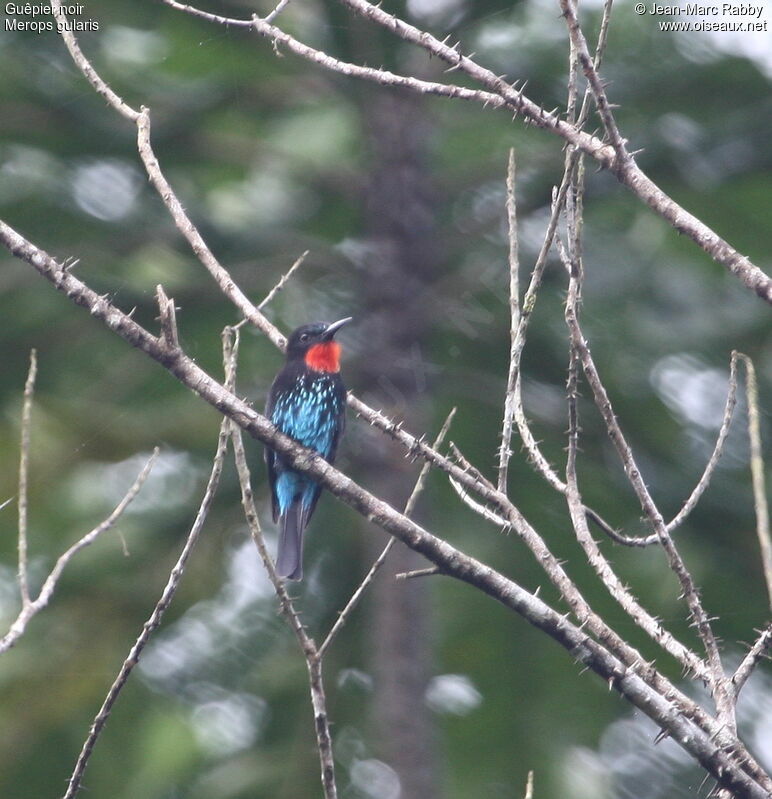 Black Bee-eater