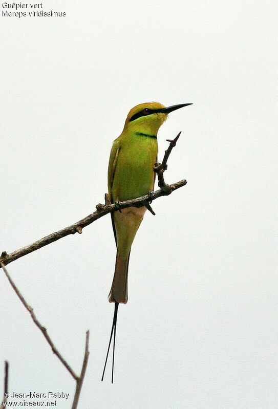 African Green Bee-eater