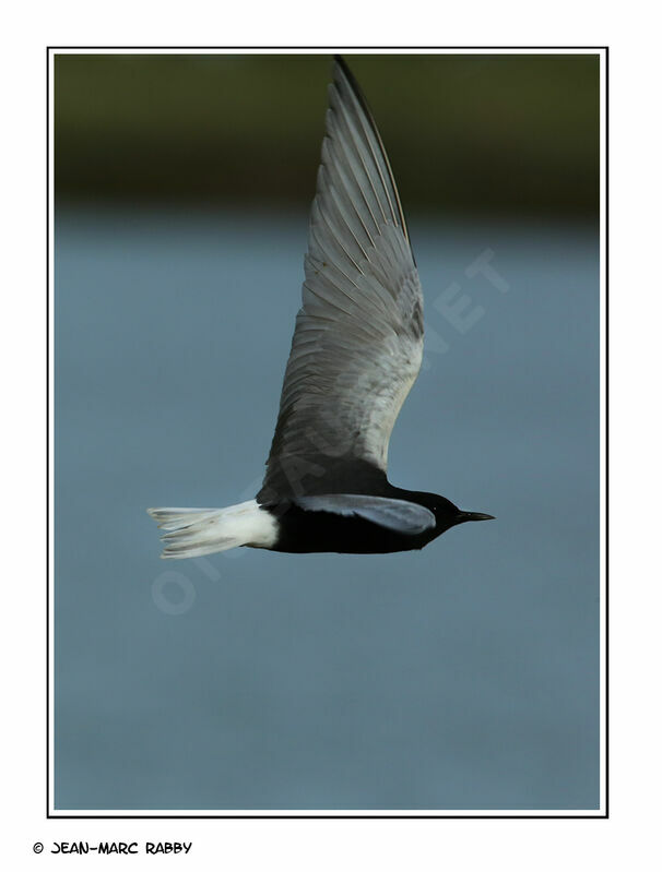 White-winged Tern, Flight