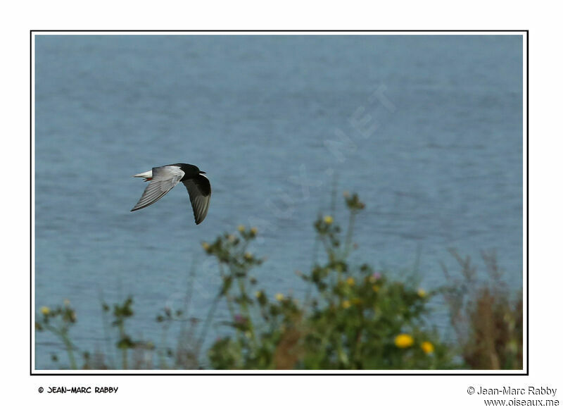 Guifette leucoptère, Vol