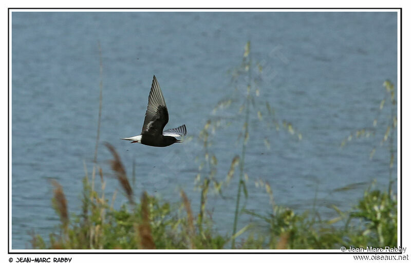 White-winged Tern, Flight