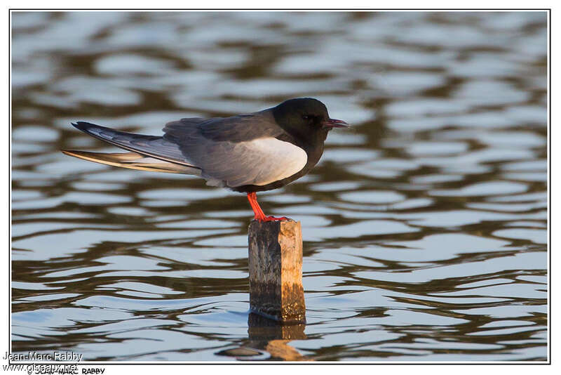 White-winged Ternadult breeding, identification