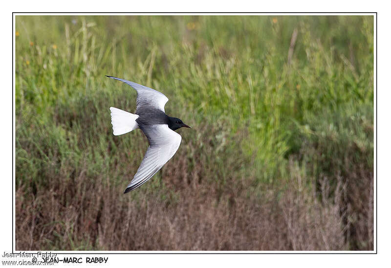 White-winged Ternadult breeding, pigmentation, Flight