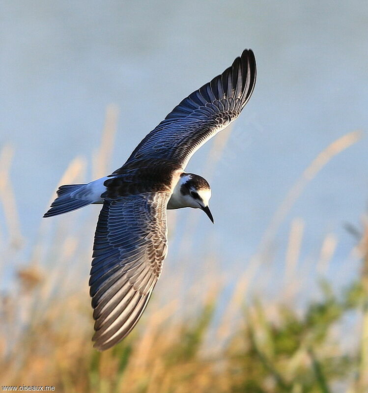 White-winged Tern, identification