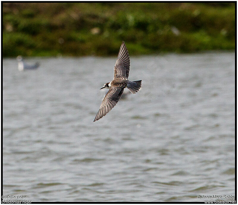 Black Tern, Flight