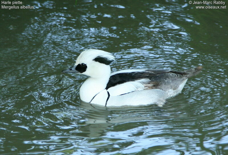 Harle piette mâle, identification