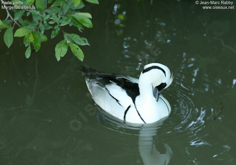 Smew, identification