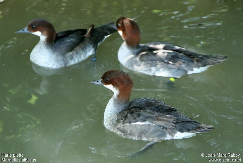 Smew female, identification