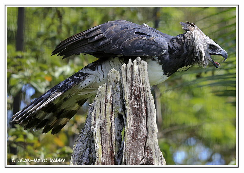 Harpy Eagle, identification