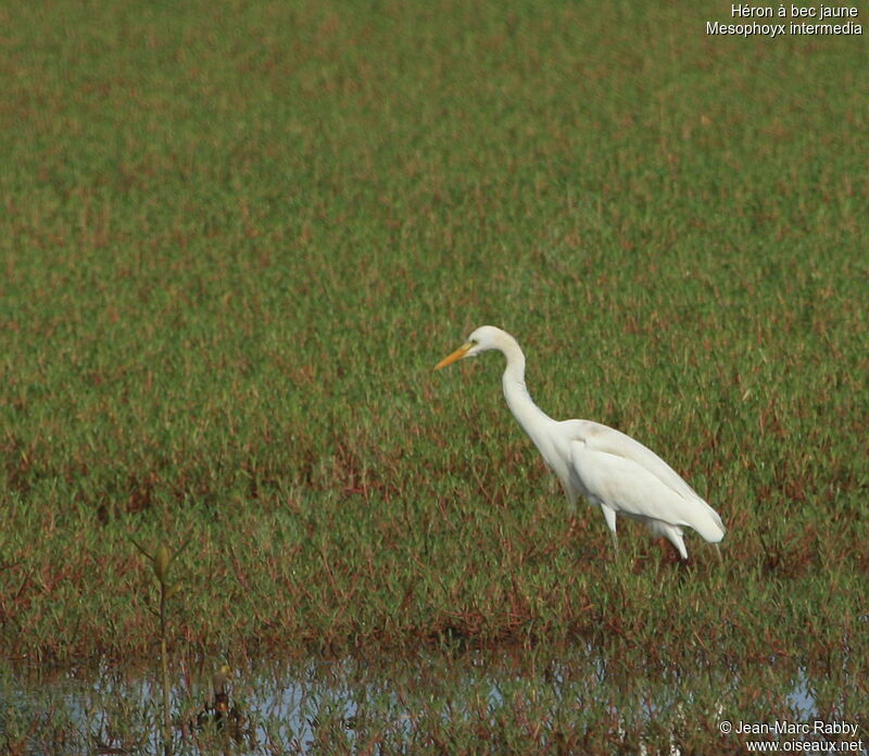 Yellow-billed Egret