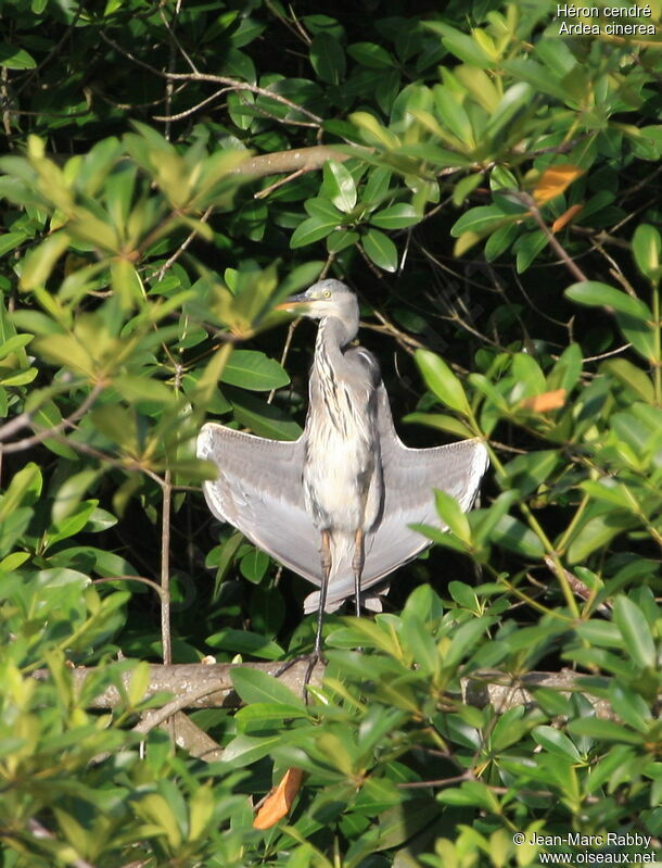 Grey Heron