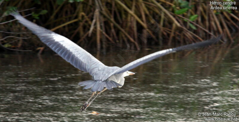 Grey Heron