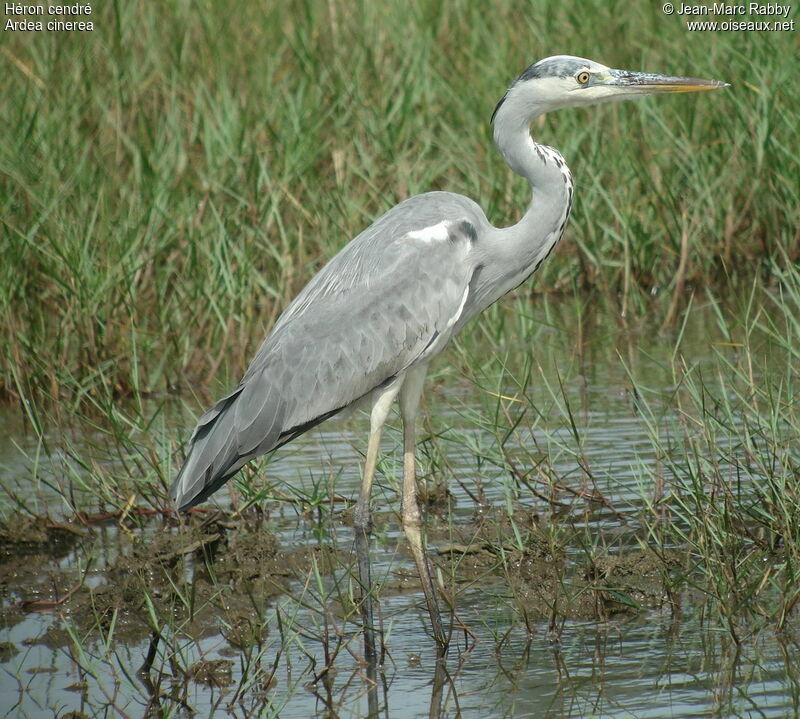 Grey Heron, identification