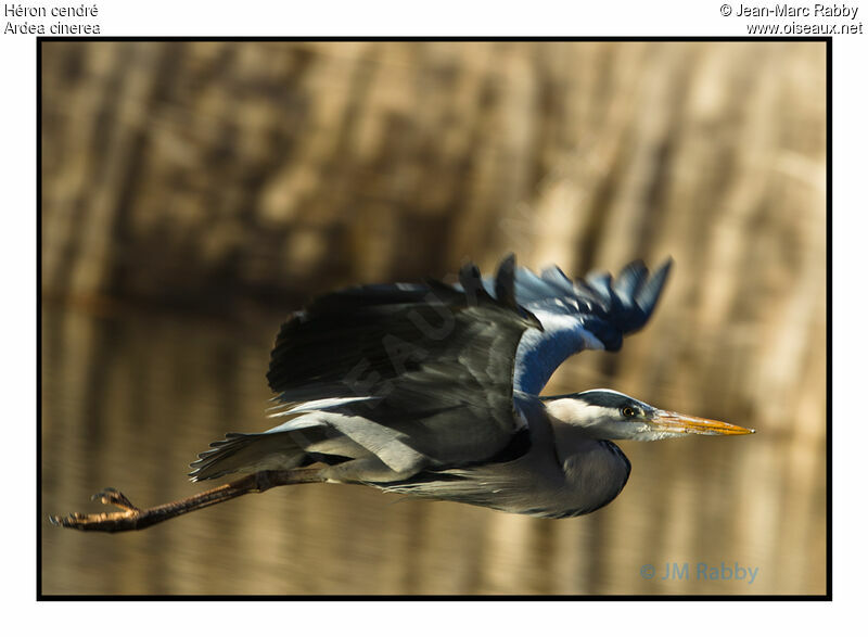 Grey Heron, identification