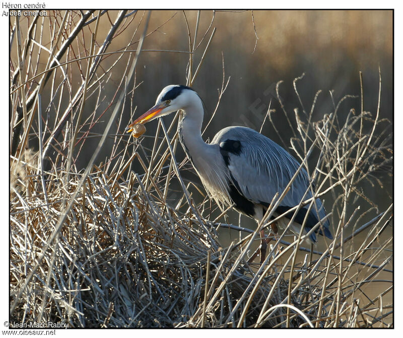 Grey Heron, identification