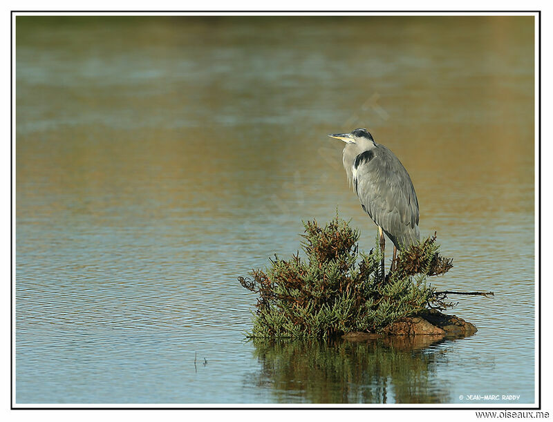 Grey Heron, identification