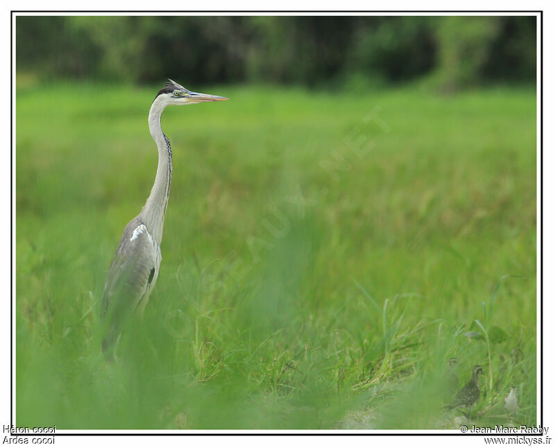 Cocoi Heron, identification