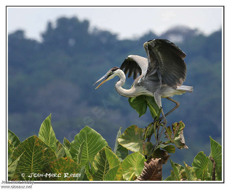 Cocoi Heronadult, Behaviour