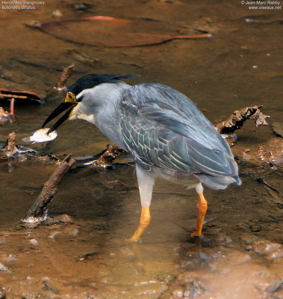 Little Heron
