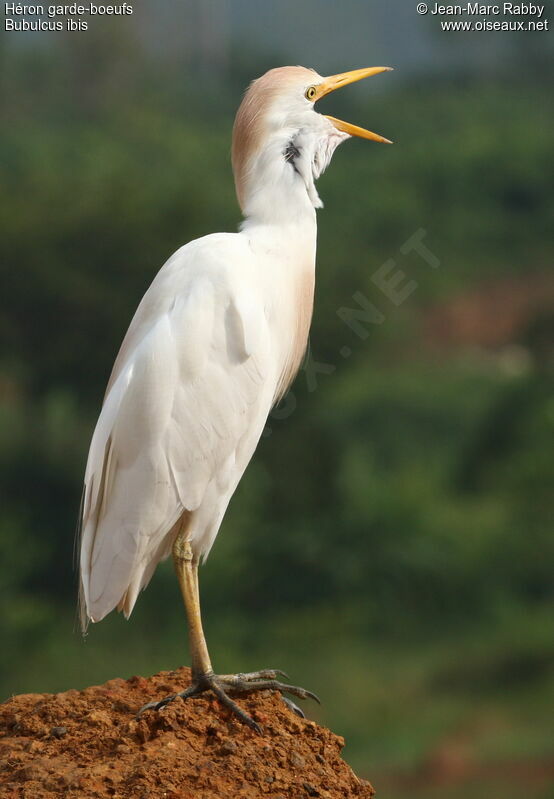 Western Cattle Egret