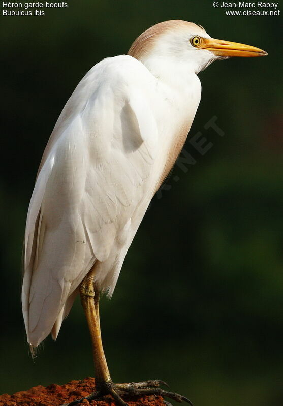 Western Cattle Egret, identification