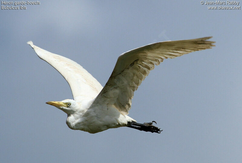 Western Cattle Egret