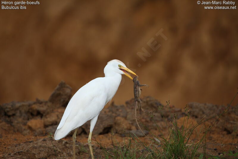 Western Cattle Egret, identification