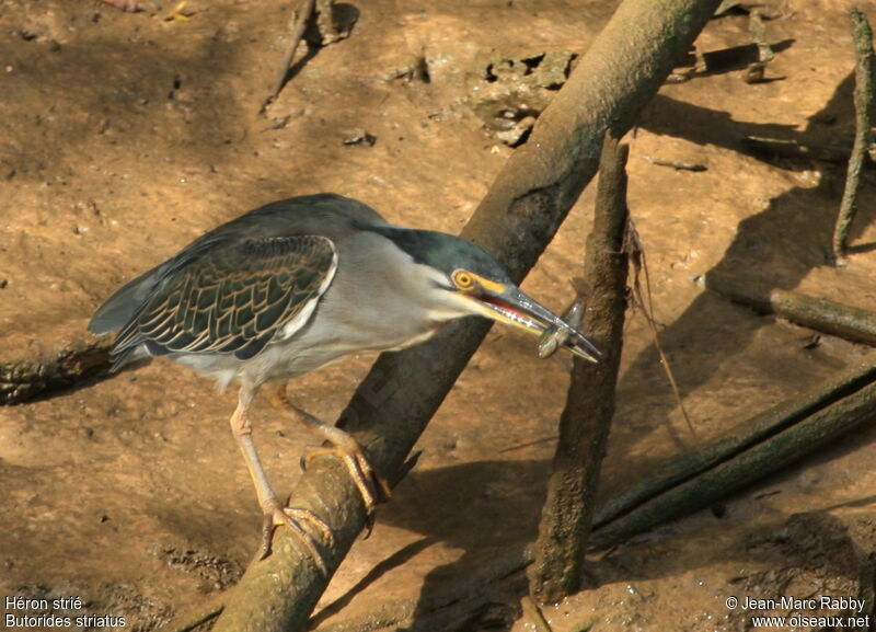 Striated Heron