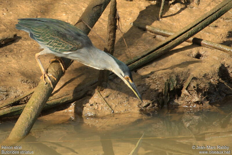 Striated Heron