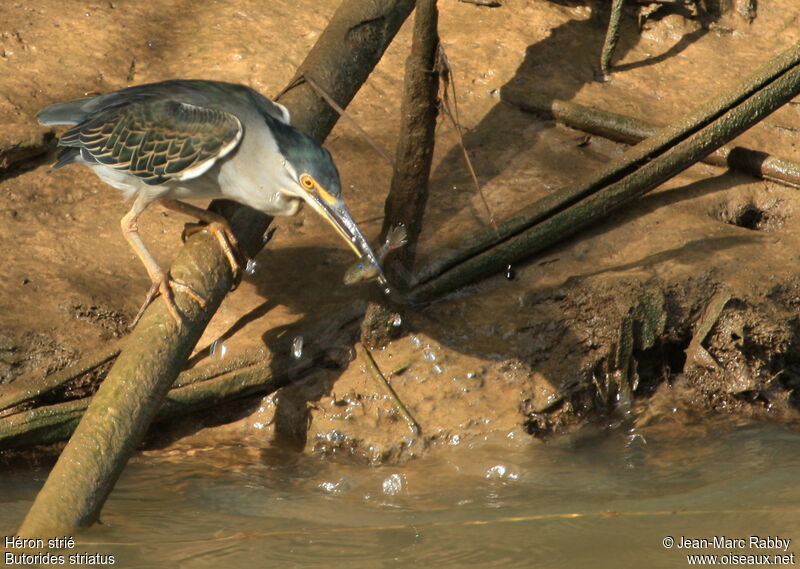 Striated Heron