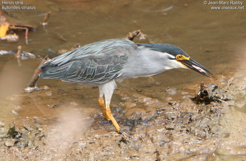 Héron strié, identification