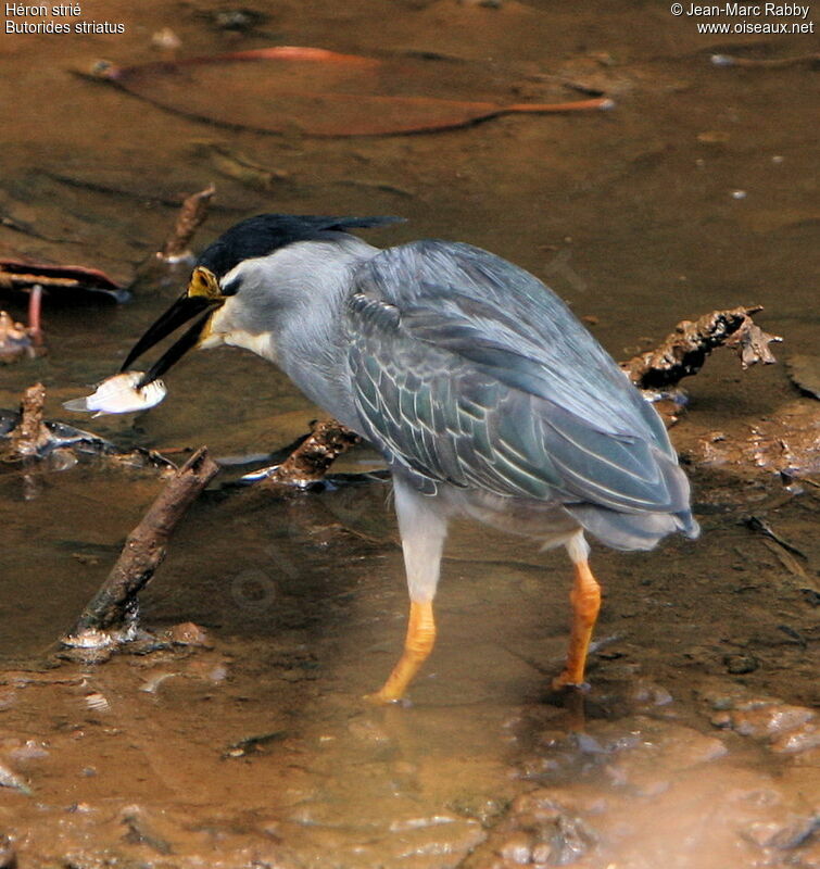 Héron strié, identification