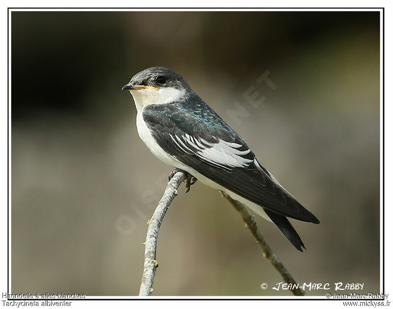 Hirondelle à ailes blanches, identification