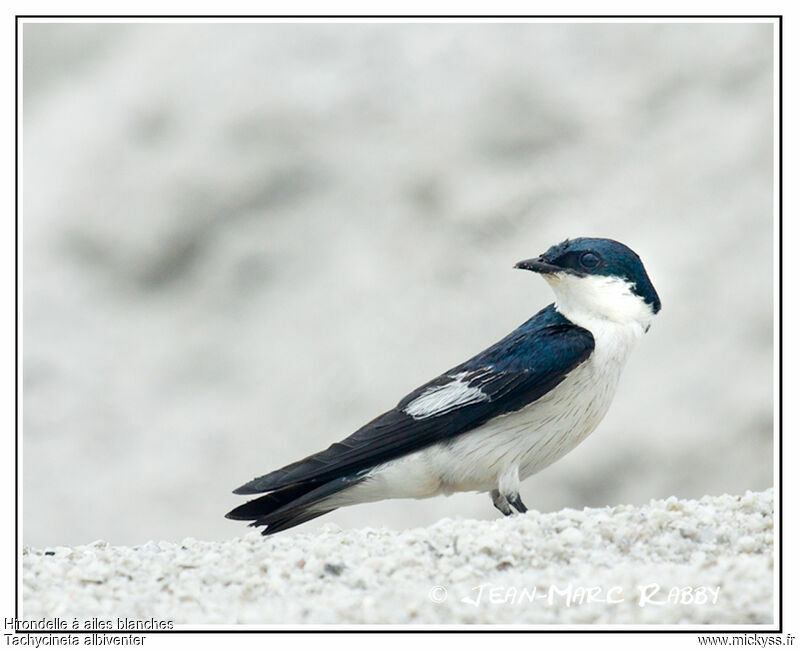 White-winged Swallow, identification