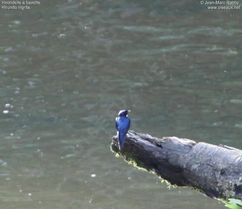 White-bibbed Swallow, identification