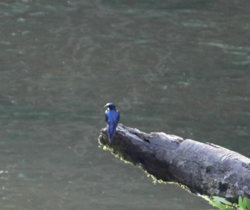 White-bibbed Swallow